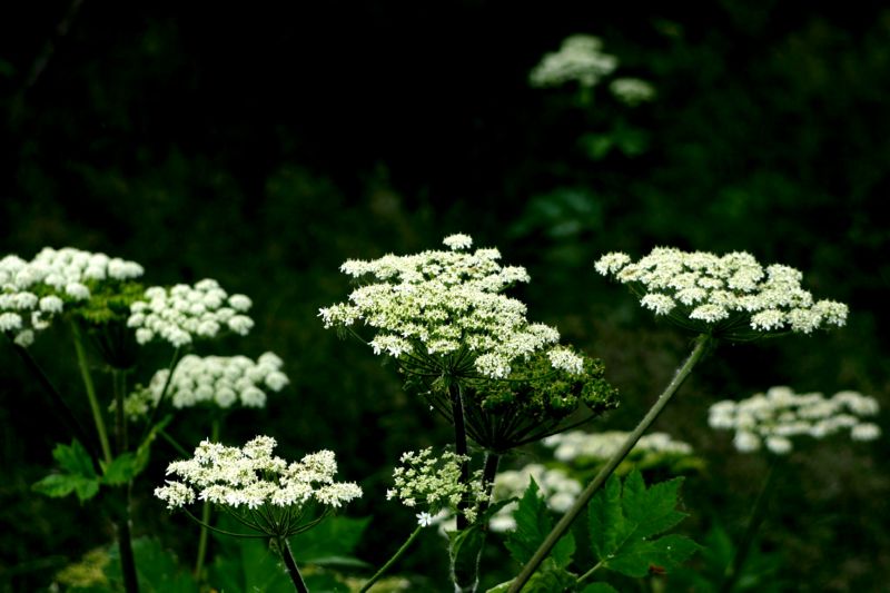 070404 Hope Hatcher Montana Creek (10096)
